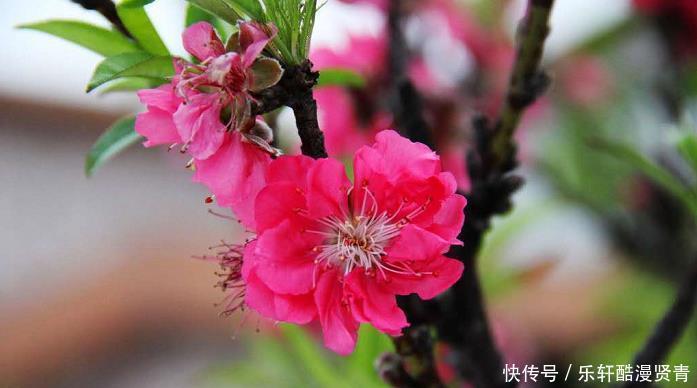 能力|未来一月财运翻身,贵人辅佐,有能力做事,赚钱多多的3生肖