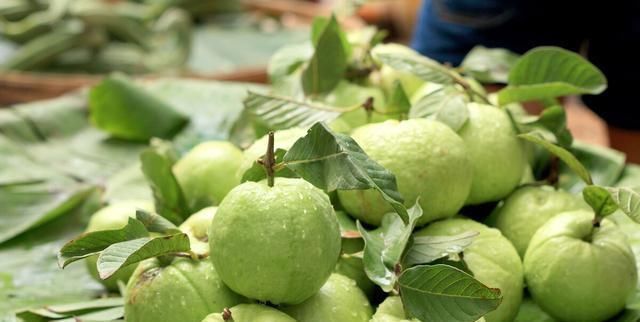 常见|300多年前传入我国，南方常见，改名后传到北方，却常卖不动