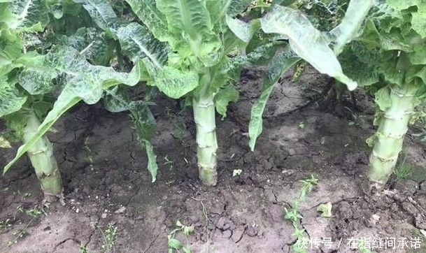 莴笋|莴笋的裂口、瘦窜、旱窜现象,因何形成?生产中如何预防