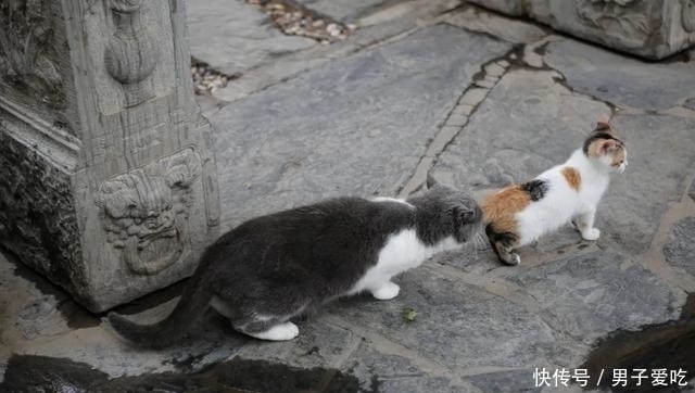  前来|观复猫天团上新，米麒麟前来报道啦