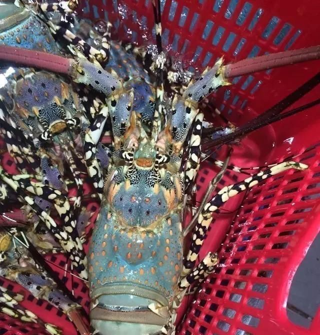 海鲜|世界上65种珍奇海鲜,贝爷都不敢说全部吃过,你吃过几种