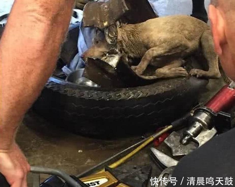  只斗牛犬|女子喂养流浪狗, 却发现它消失不见, 找到时吓到慌忙报警!