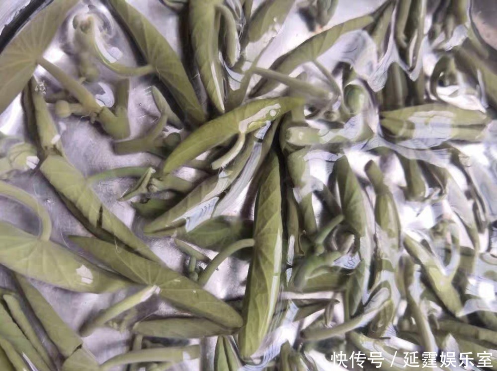 湿气|这汤喝到出伏,隔天喝一碗,湿气消失了,比鸡汤鲜,精气神倍儿棒