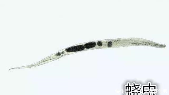  晚上|4岁宝宝晚上哭闹说“屁屁痒”，家长脱下裤子一看，什么东西在动