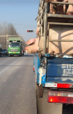 阴影|搞笑GIF:求他们爸妈的心理阴影面积