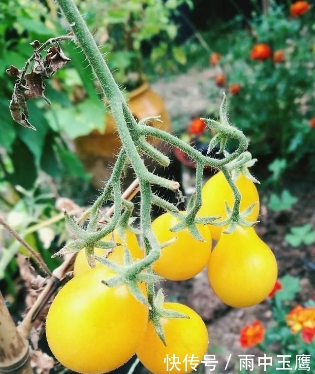 在家|在家种个菜都这么美,还要什么花园?