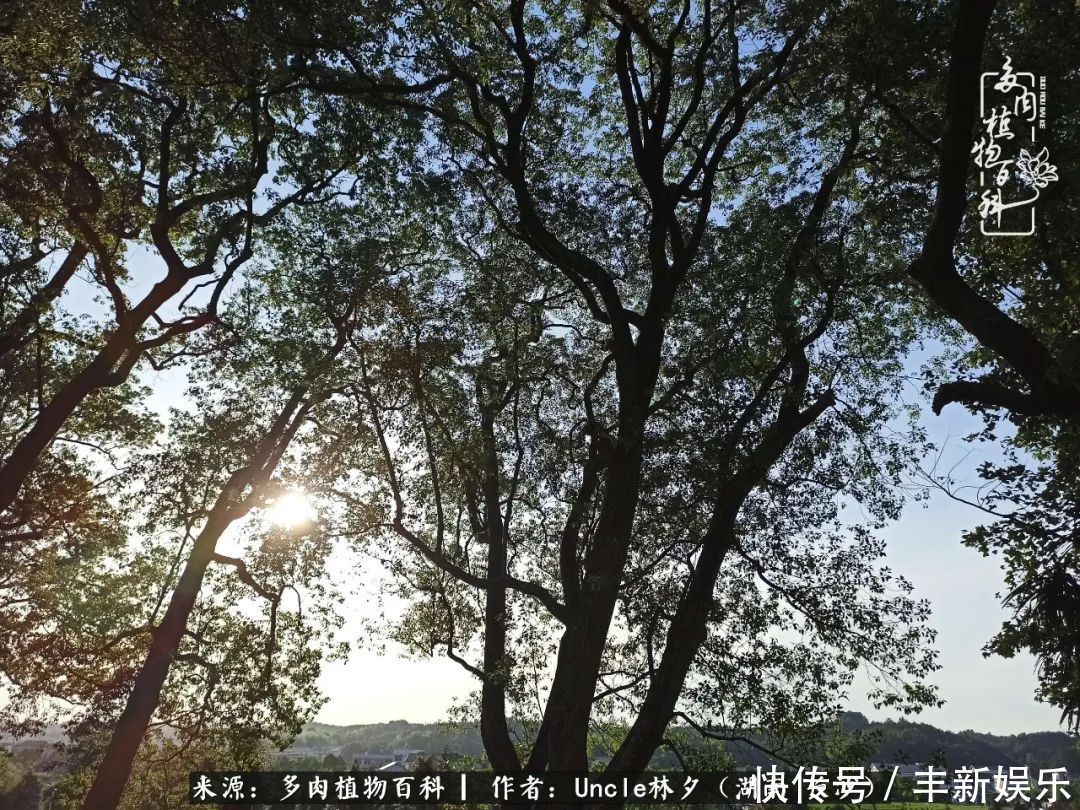  泡一壶|多肉庭院慢生活种一片多肉，喝一杯果酒，泡一壶清茶！