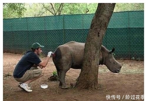 国外|国外男子救了一只受伤的犀牛，几年后，犀牛的出现很让人感动
