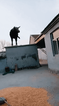 狗熊|搞笑GIF：打赢了是英雄，打败了是狗熊！