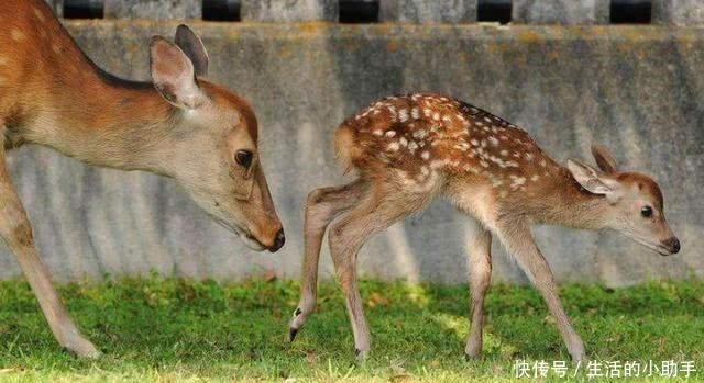 味道|鹿肉的味道比牛羊肉更鲜美,为啥市面上没卖的看完你就明白了