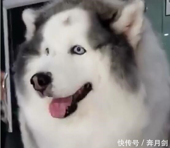 宝宝|斗牛犬爱上哈士奇, 当它们宝宝出生后, 斗牛 这孩子我不要了
