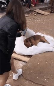  爸爸|小主人把爸爸赶走，却要让二哈陪它睡，场景让人很暖心啊