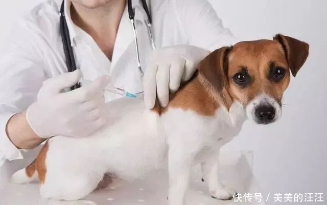  辟谣|辟谣：每年1500万支狂犬疫苗是否过度，还原狂犬病真实一面