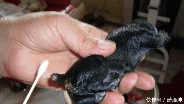 尾巴|为什么有的狗狗一出生, 就要将它的尾巴剪掉?