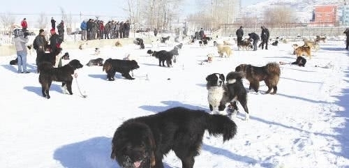  中国|比藏獒还“凶猛”的中国本土狗, 身具狼的血统, 如今却遭人嫌弃濒临灭绝!