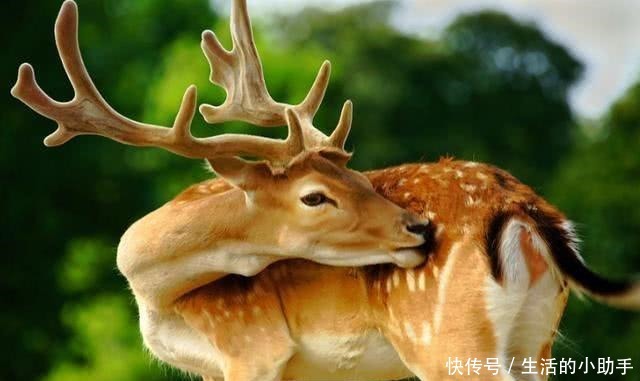 味道|鹿肉的味道比牛羊肉更鲜美,为啥市面上没卖的看完你就明白了