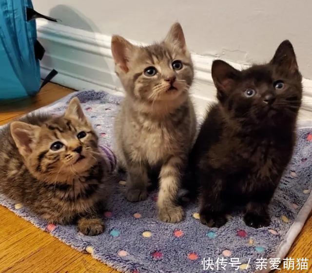  铲屎官|三只小猫吃不饱，只能组队偷盗，它们首次入室盗窃，收获还不少！