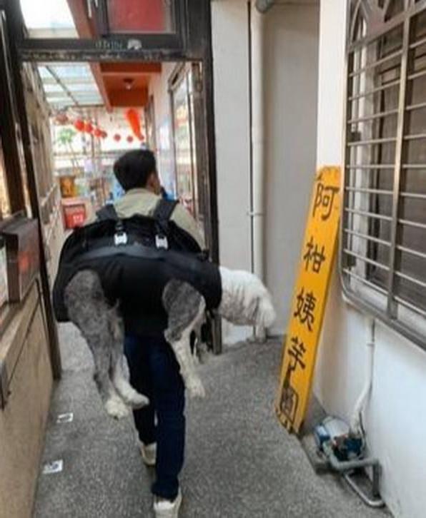 躲进|主人不在家,12岁狗狗怕打雷躲进厕所,一系列举动乖巧得让人心疼