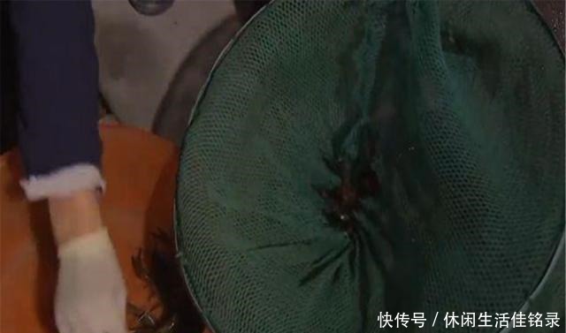 混养|水池中混养龙虾,学会这几招,不赚钱都不行