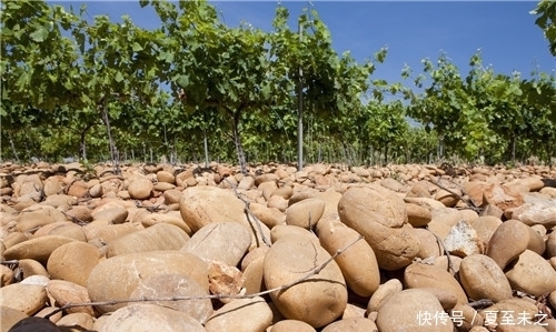 罗纳河谷葡萄园的葡|罗纳河谷葡萄园的“关键词”之旅