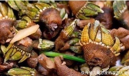 不想|全球“最贵”的海鲜,一斤价格上万,渔民却表示不想挣这钱