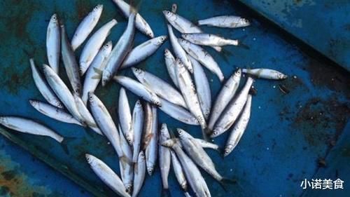 种鱼|我国公认“最难吃”的6种鱼,如果你全部吃过,我敬你是条汉子