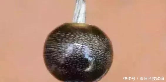  手串|黑驴蹄子手串? 甭管什么！盘它！