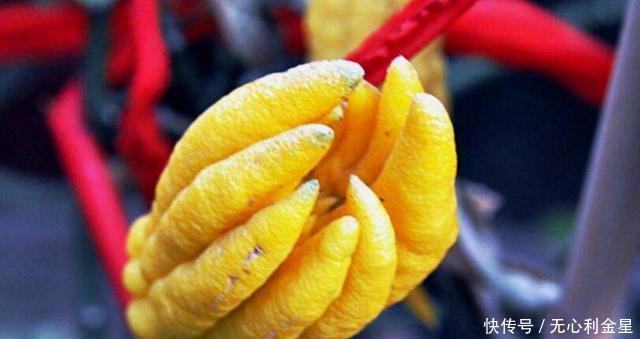 好吃|清香奇特的佛手,别致又好吃