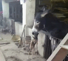 广场|搞笑GIF:广场新来的舞帝