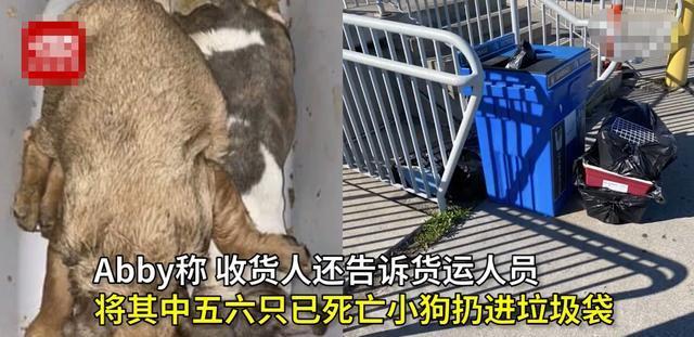  走私|买狗数量激增，狗贩子为了走私幼犬，竟把它们泡机油里