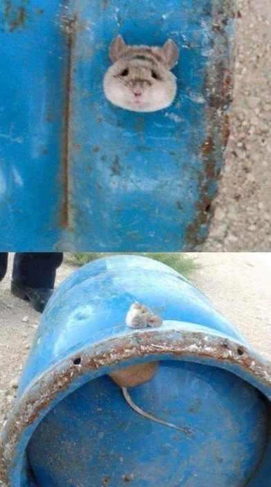  姐姐|爆笑段子：姐姐给我送了一套蕾丝睡衣，我蛮喜欢，洗好晾在阳台上