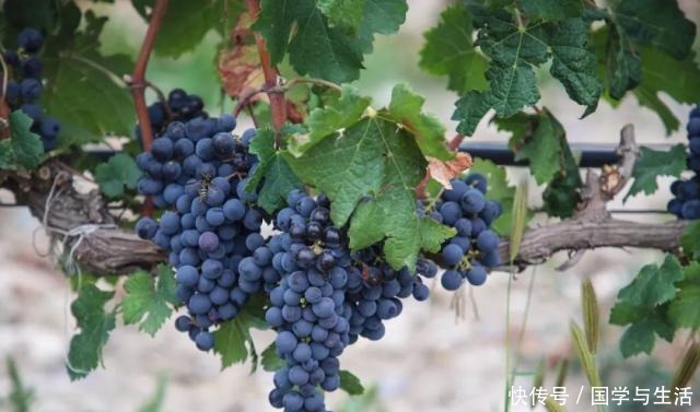 贺兰山|贺兰山下,酿酒人生