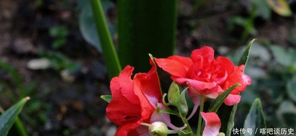 毛主席|指甲花你知道吗？曾受毛主席的赞美，一起来看诗词中的指甲花吧！