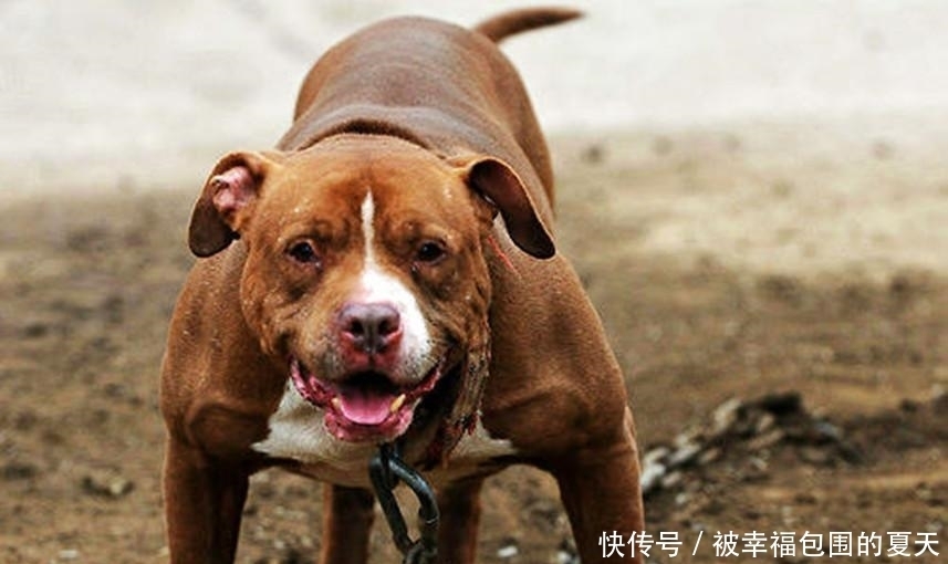 狮子|世上最凶恶的狗, 斗野牛、狮子、熊等超重级猛兽, 被咬基本没救了