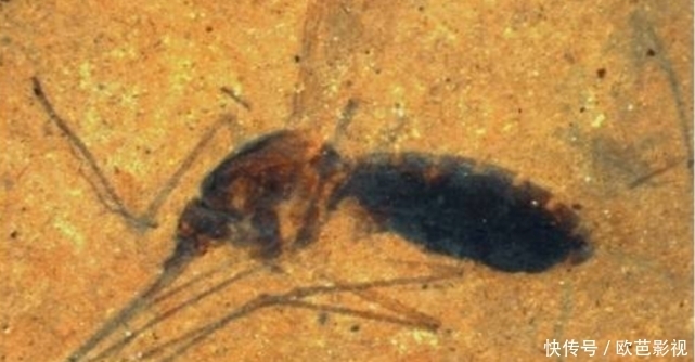 道具|小伙报复蚊子将其封印,不料成就艺术品,网友:侏罗纪公园道具?