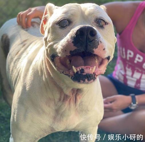 洪水|洪水来袭,夫妻放弃全部家当,只救出一群狗狗……