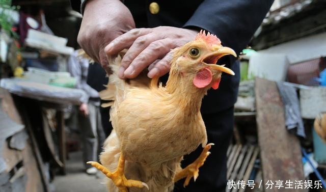 大厨|鸡肉焯水是大忌，不管鲜鸡还是冻肉，大厨教你这样做，鲜嫩有营养