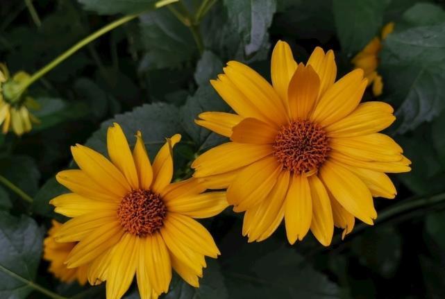  双子座|十二星座酒醉后原来是这样，双子座睡马路边，狮子座人设崩塌