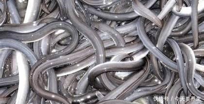 特色|海安市8大推荐美食,地方美食彰显地方特色