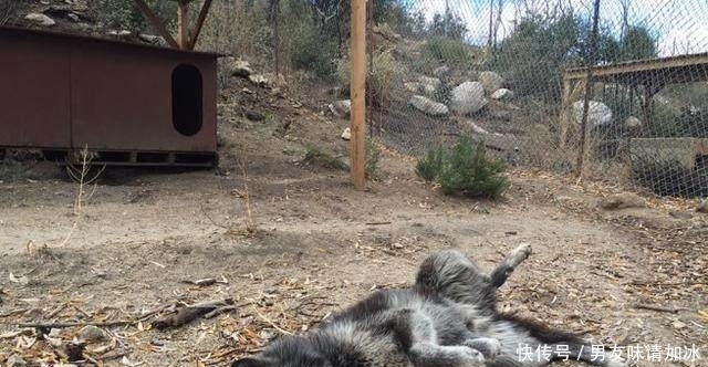  国外|国外男子上山游玩，在一座房子附近听见奇怪叫声，走近一看吓坏了