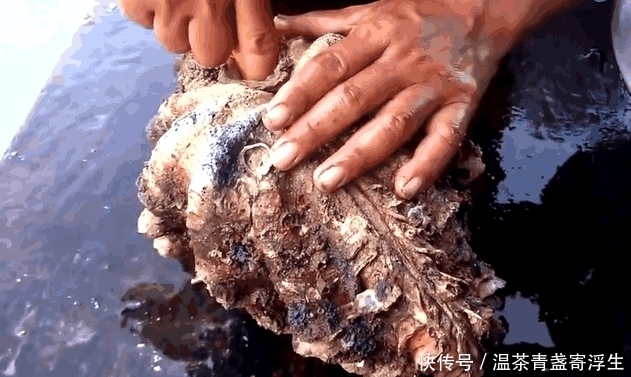  贝壳|男子出海捕鱼时收获一个大贝壳, 切开贝壳后，他笑了起来