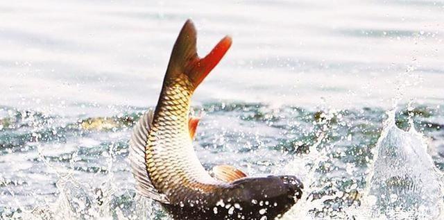 养殖|它曾是“四大名鱼”之一，想吃靠运气，如今5元一斤没人买，可惜