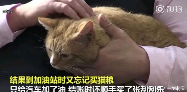 罐头|这对中了100万英镑大奖的夫妇表示,多亏了自家猫……