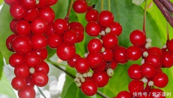 夜盲症|聪明的人都爱此水果，每天几颗，预防夜盲症，延缓衰老，好处多多