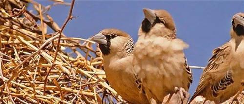  鸟蛋|全球最大鸟巢，重达2000斤却无人掏鸟蛋，当地人：你看里面住的谁