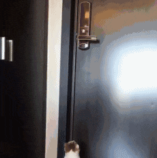  婚庆|搞笑GIF：婚庆：终于完美了一次，这次终于不用扣钱了