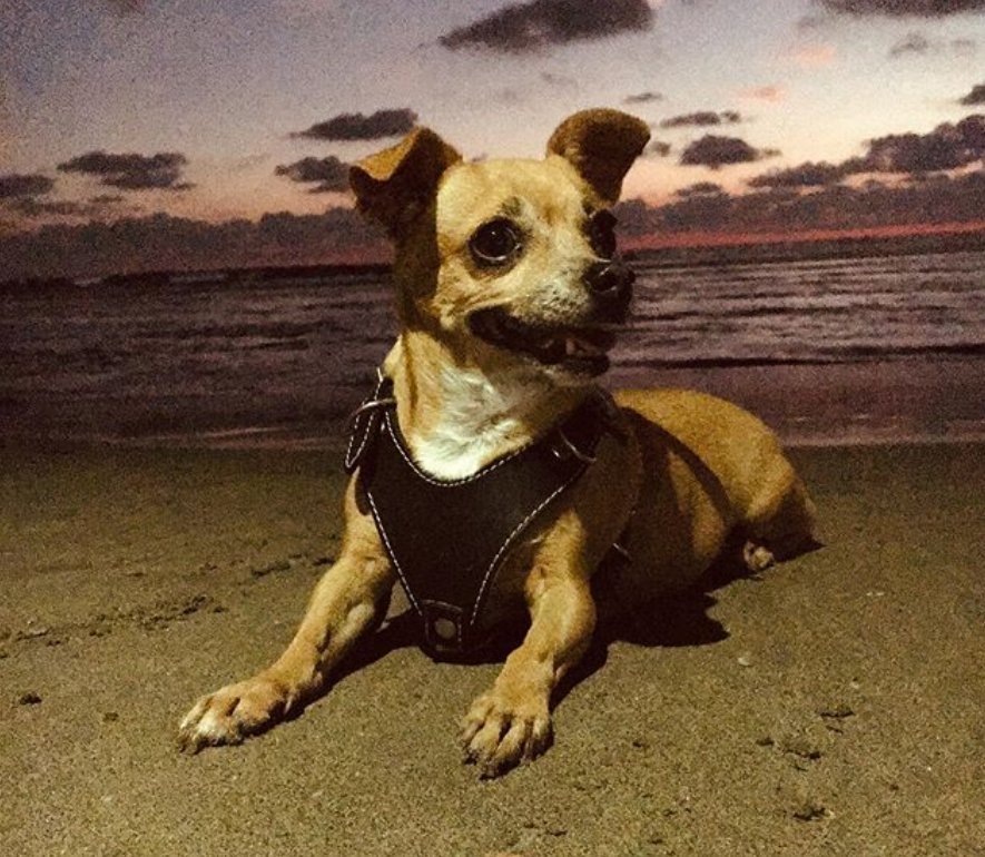  去世|寒心主人去世未久，18岁老狗被家人赶走，一张合照暖了众人心