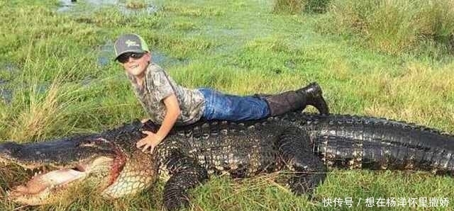 只大鳄鱼|男子养的牛被神秘生物吃掉,仔细探索后,被眼前的一幕吓到了