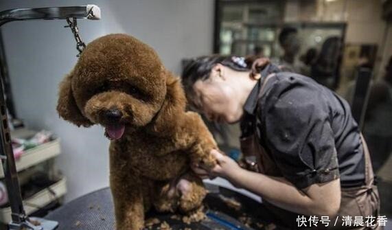 宠物店|为什么狗狗害怕去“宠物店”原因有5个！
