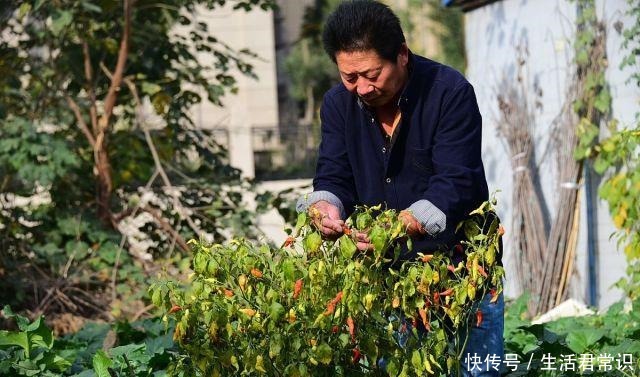 辣王|中国辣王每天把辣椒当饭吃 是饭馆最不欢迎的人|百家故事